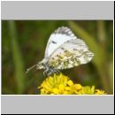 Anthocharis cardamines - Aurorafalter w07b.jpg